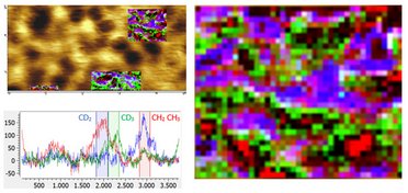 TERS Characterization of phospholipid bilayers and detection of nanoparticles