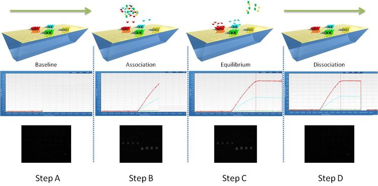 Monitoring of molecular interactions by SPRi