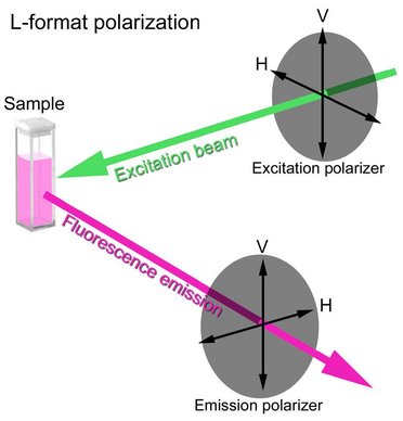Fluorescence Anisotropy Studies Diagram