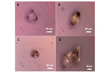 Identification and characterization of aeroallergens based on morphological and chemical features