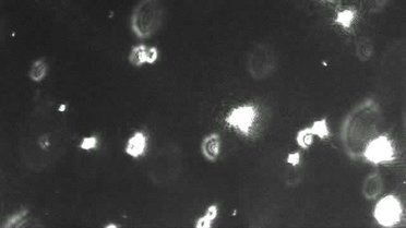 Sub-visible Particles from ViewSizer 3000