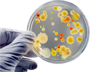 Determination of pH as Quality Control Test in Culture Media-01
