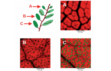 Mulberry leaves in different growth stages